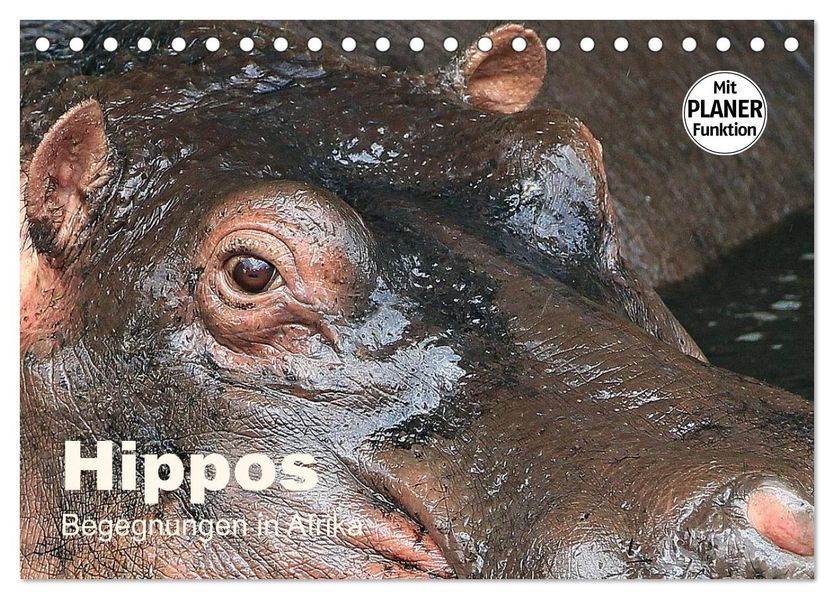 Hippos - Begegnungen in Afrika (Tischkalender 2027 DIN A5 quer) CALVENDO Monatskalender