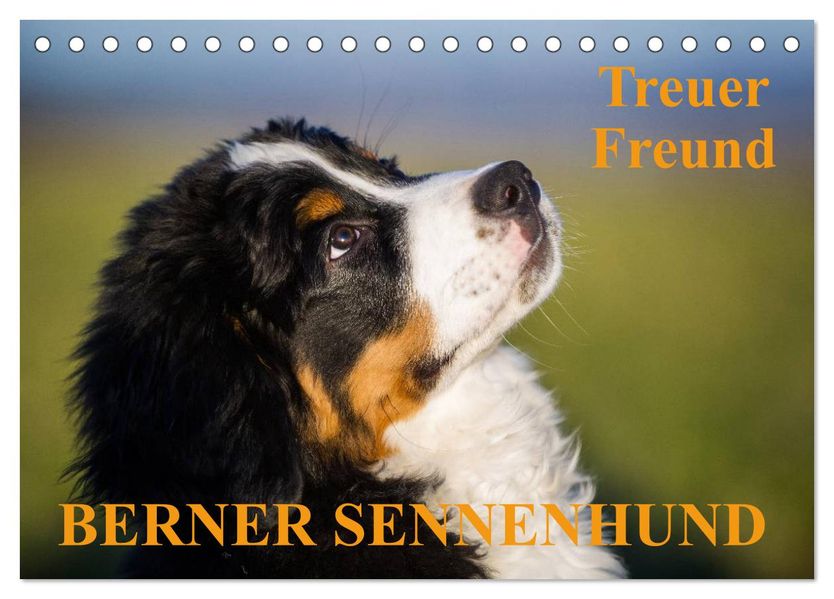 Treuer Freund Berner Sennenhund (Tischkalender 2027 DIN A5 quer) CALVENDO Monatskalender