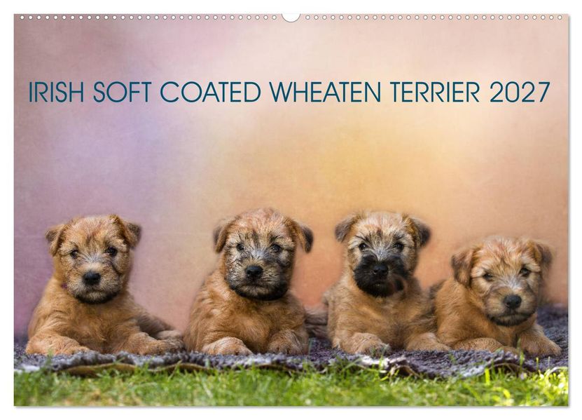 IRISH SOFT COATED WHEATEN TERRIER 2027 (Wandkalender 2027 DIN A2 quer) CALVENDO Monatskalender
