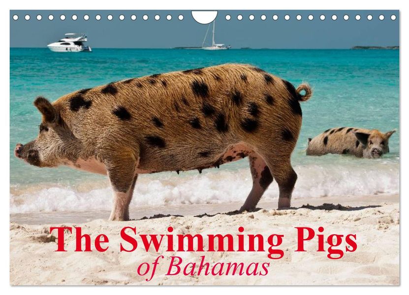 The Swimming Pigs of Bahamas (Wall Calendar 2027 DIN A4 landscape) CALVENDO 12 Month Wall Calendar