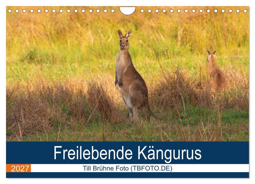 Freilebende Kängurus (Wandkalender 2027 DIN A4 quer) CALVENDO Monatskalender