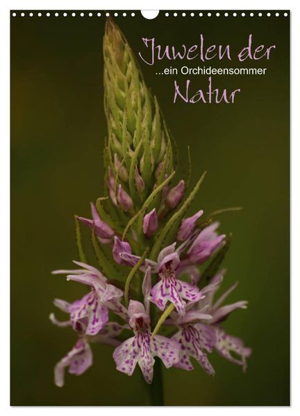 Juwelen der Natur - Ein Orchideensommer (Wandkalender 2027 DIN A3 hoch) CALVENDO Monatskalender