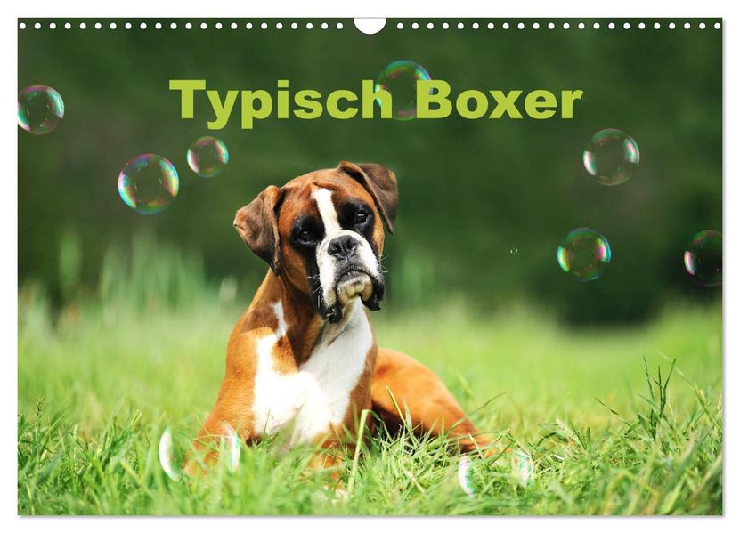 Typisch Boxer (Wandkalender 2027 DIN A3 quer) CALVENDO Monatskalender
