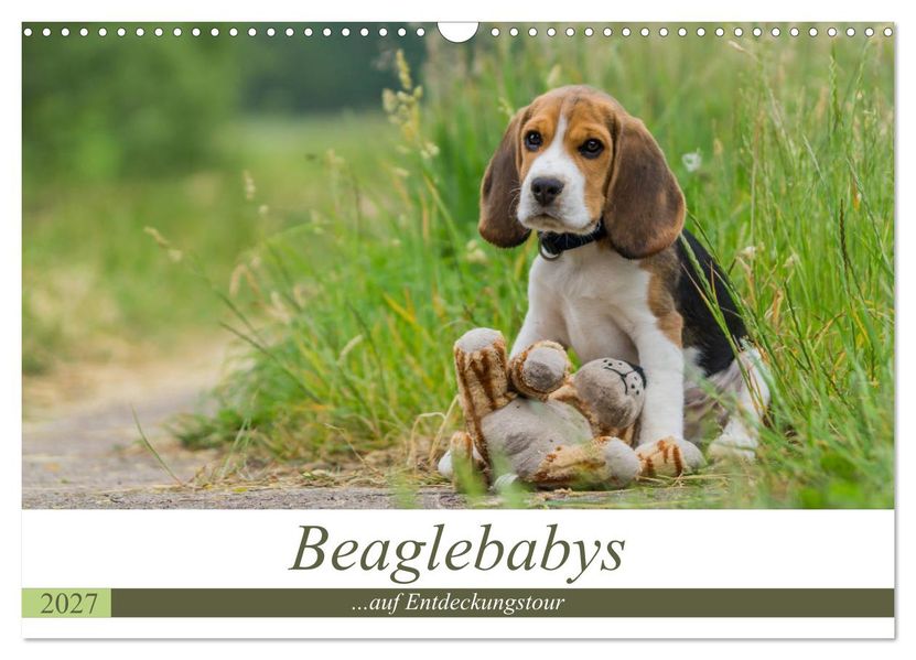Beaglebabys auf Entdeckungstour (Wandkalender 2027 DIN A3 quer) CALVENDO Monatskalender