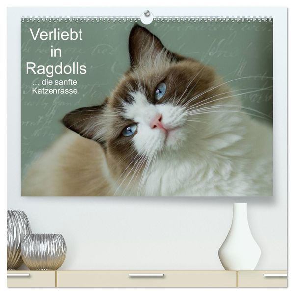 Verliebt in Ragdolls... die sanfte Katzenrasse (hochwertiger Premium Wandkalender 2027 DIN A2 quer) Kunstdruck in Hochglanz