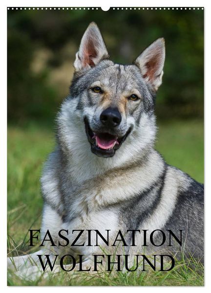 Faszination Wolfhund (Wandkalender 2027 DIN A2 hoch) CALVENDO Monatskalender