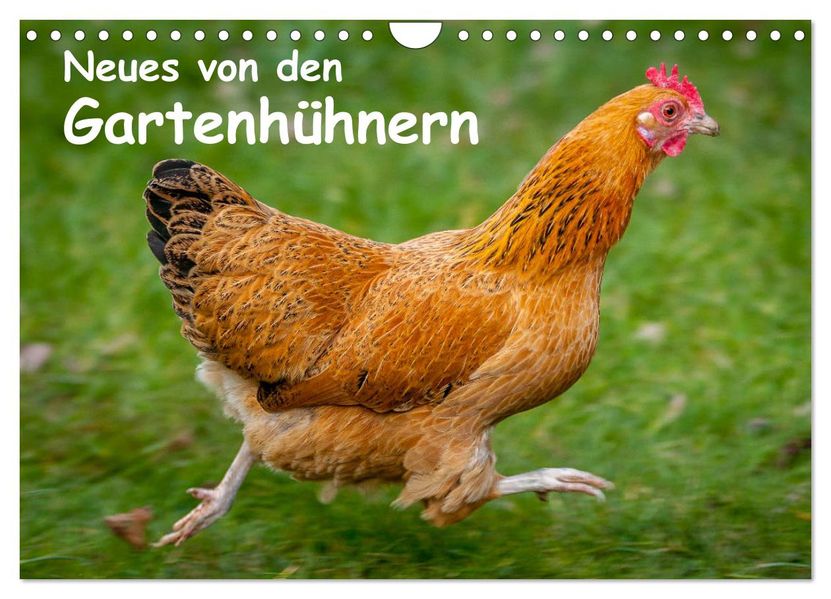 Neues von den Gartenhühnern (Wandkalender 2027 DIN A4 quer) CALVENDO Monatskalender