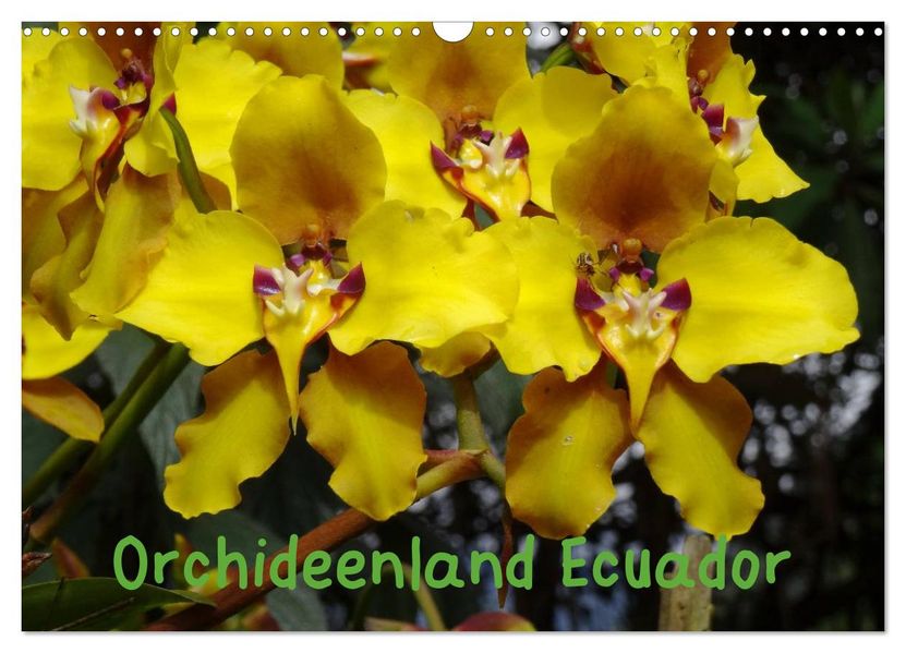Orchideenland Ecuador (Wandkalender 2027 DIN A3 quer) CALVENDO Monatskalender
