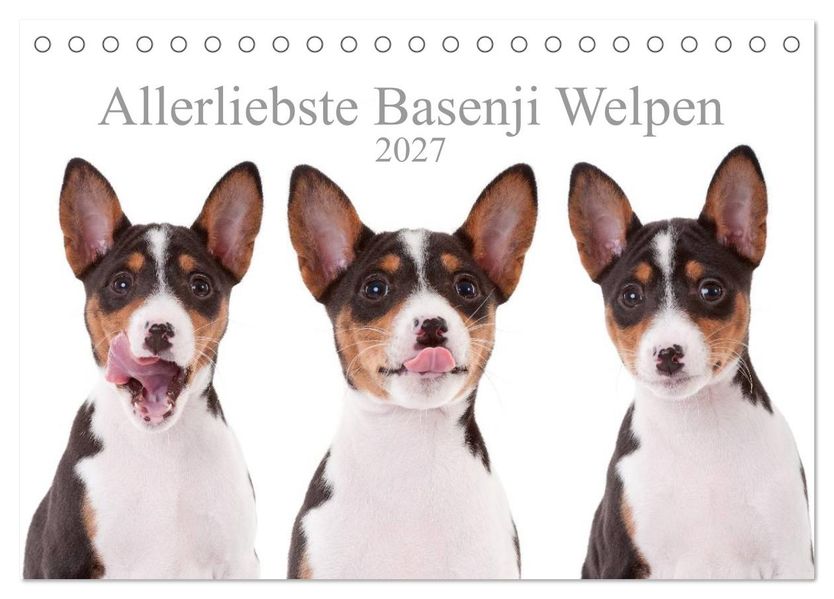 Allerliebste Basenji Welpen 2027 (Tischkalender 2027 DIN A5 quer) CALVENDO Monatskalender