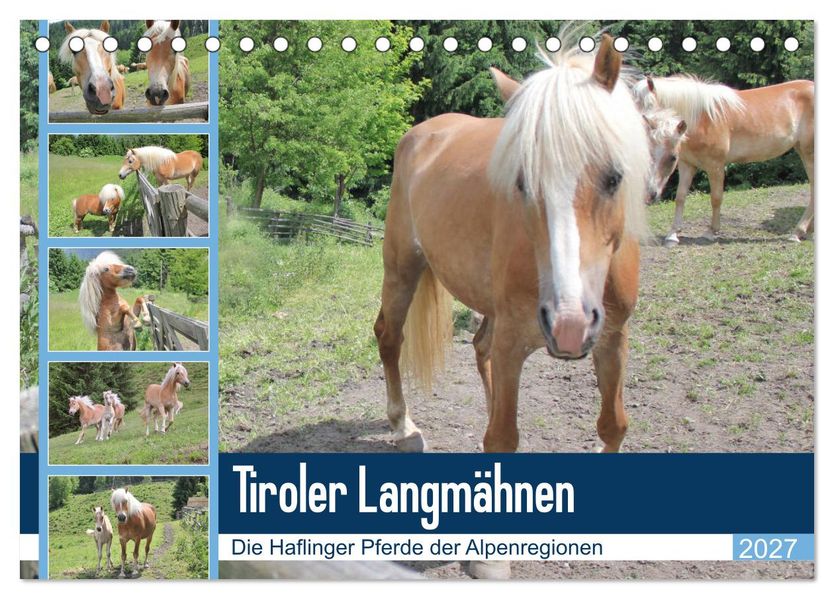 Tiroler Langmähnen (Tischkalender 2027 DIN A5 quer) CALVENDO Monatskalender