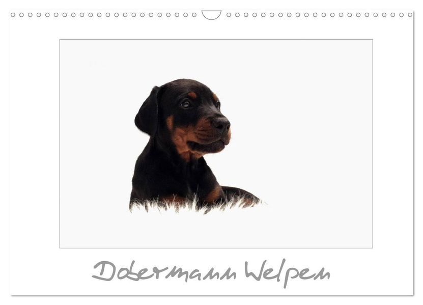 Dobermann Welpen (Wandkalender 2027 DIN A3 quer) CALVENDO Monatskalender