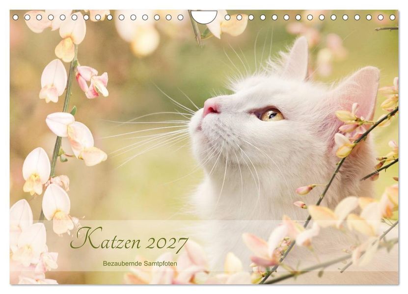 Katzen 2027 Bezaubernde Samtpfoten (Wandkalender 2027 DIN A4 quer) CALVENDO Monatskalender