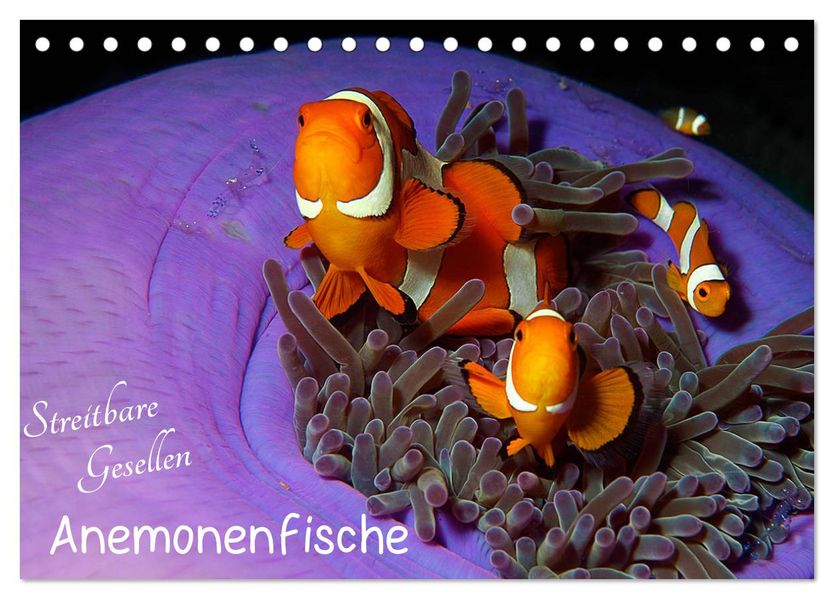 Anemonenfische - Streitbare Gesellen (Tischkalender 2027 DIN A5 quer) CALVENDO Monatskalender
