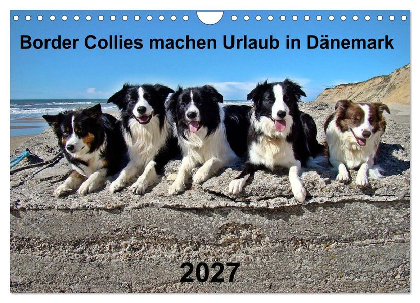 Border Collies machen Urlaub in Dänemark (Wandkalender 2027 DIN A4 quer) CALVENDO Monatskalender