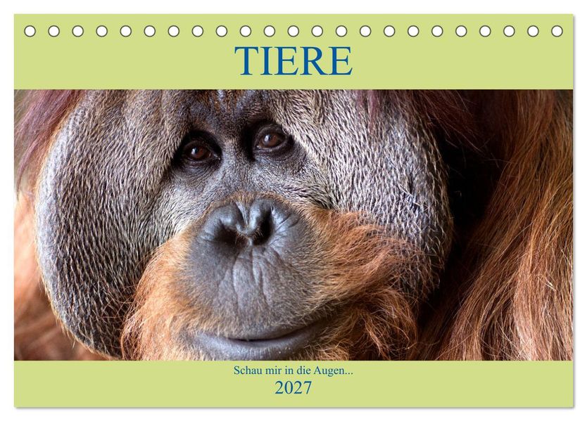 Tiere Schau mir in die Augen (Tischkalender 2027 DIN A5 quer) CALVENDO Monatskalender
