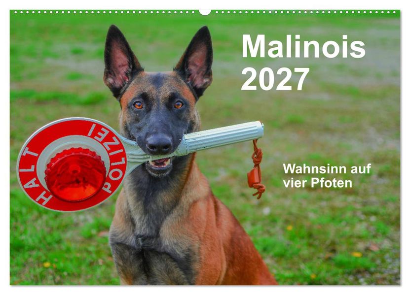 Malinois - Wahnsinn auf vier Pfoten (Wandkalender 2027 DIN A2 quer) CALVENDO Monatskalender