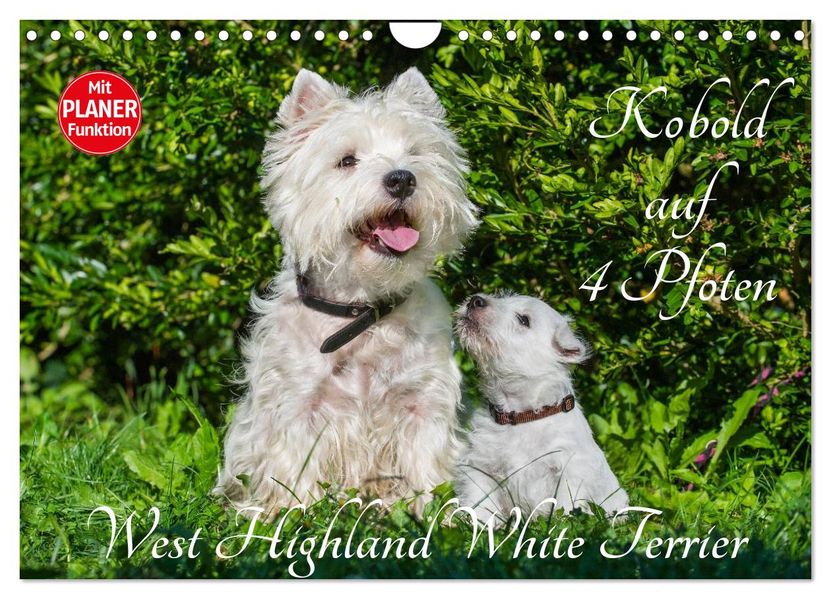 Kobold auf 4 Pfoten - West Highland White Terrier (Wandkalender 2027 DIN A4 quer) CALVENDO Monatskalender