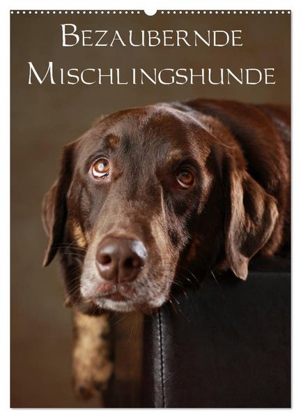 Bezaubernde Mischlingshunde (Wandkalender 2027 DIN A2 hoch) CALVENDO Monatskalender