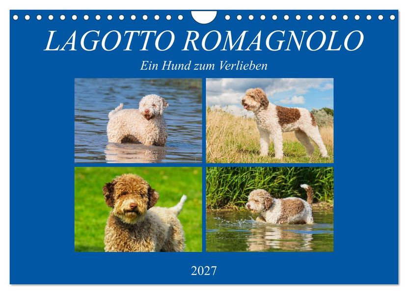 Lagotto Romagnolo - Ein Hund zum Verlieben (Wandkalender 2027 DIN A4 quer) CALVENDO Monatskalender