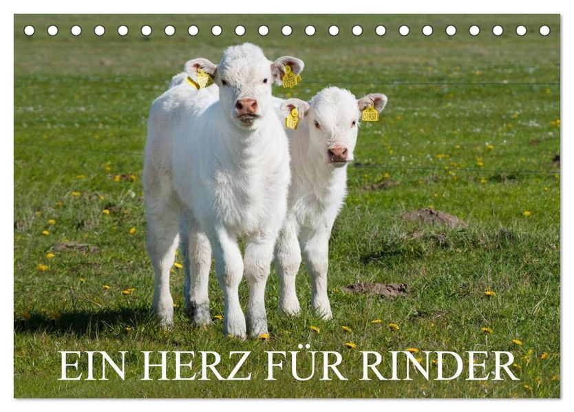 Ein Herz für Rinder (Tischkalender 2027 DIN A5 quer) CALVENDO Monatskalender