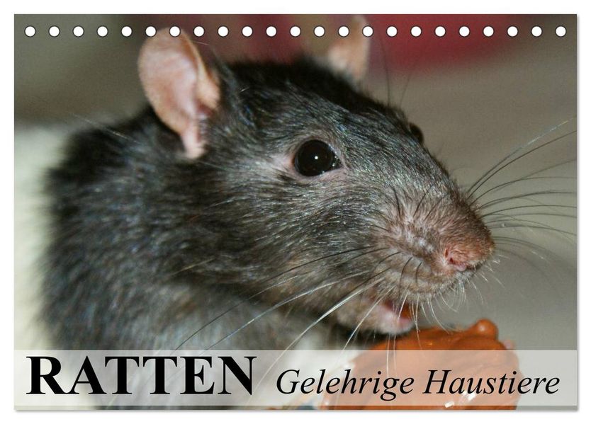Ratten - Gelehrige Haustiere (Tischkalender 2027 DIN A5 quer) CALVENDO Monatskalender