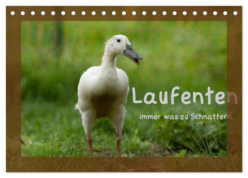 Laufenten immer was zu Schnattern (Tischkalender 2027 DIN A5 quer) CALVENDO Monatskalender
