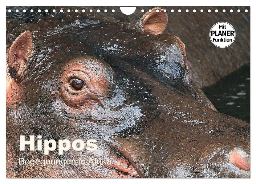 Hippos - Begegnungen in Afrika (Wandkalender 2027 DIN A4 quer) CALVENDO Monatskalender