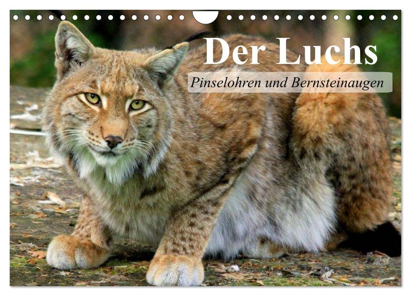 Der Luchs. Pinselohren und Bernsteinaugen (Wandkalender 2027 DIN A4 quer) CALVENDO Monatskalender