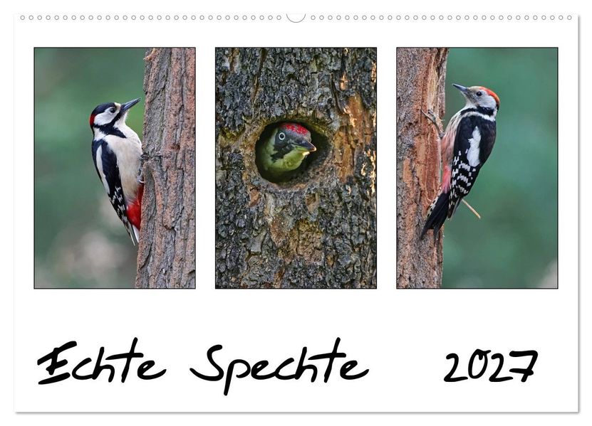 Echte Spechte (Wandkalender 2027 DIN A2 quer) CALVENDO Monatskalender