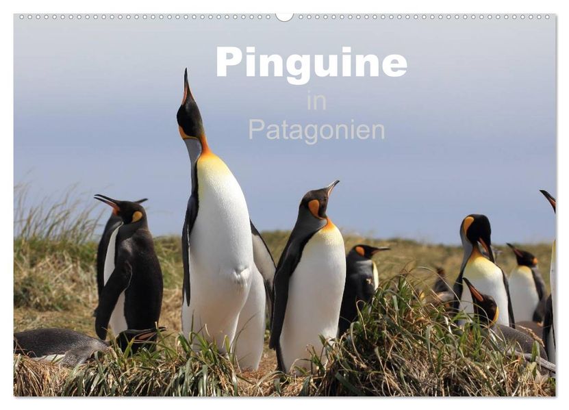 Pinguine in Patagonien (Wandkalender 2027 DIN A2 quer) CALVENDO Monatskalender