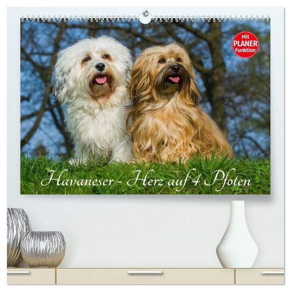 Havaneser - Herz auf 4 Pfoten (hochwertiger Premium Wandkalender 2027 DIN A2 quer) Kunstdruck in Hochglanz