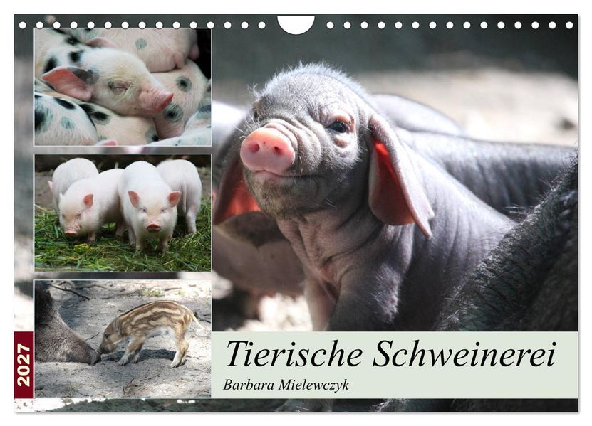 Tierische Schweinerei (Wandkalender 2027 DIN A4 quer) CALVENDO Monatskalender