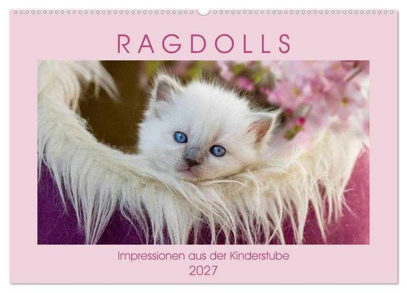 RAGDOLLS Impressionen aus der Kinderstube (Wandkalender 2027 DIN A2 quer) CALVENDO Monatskalender