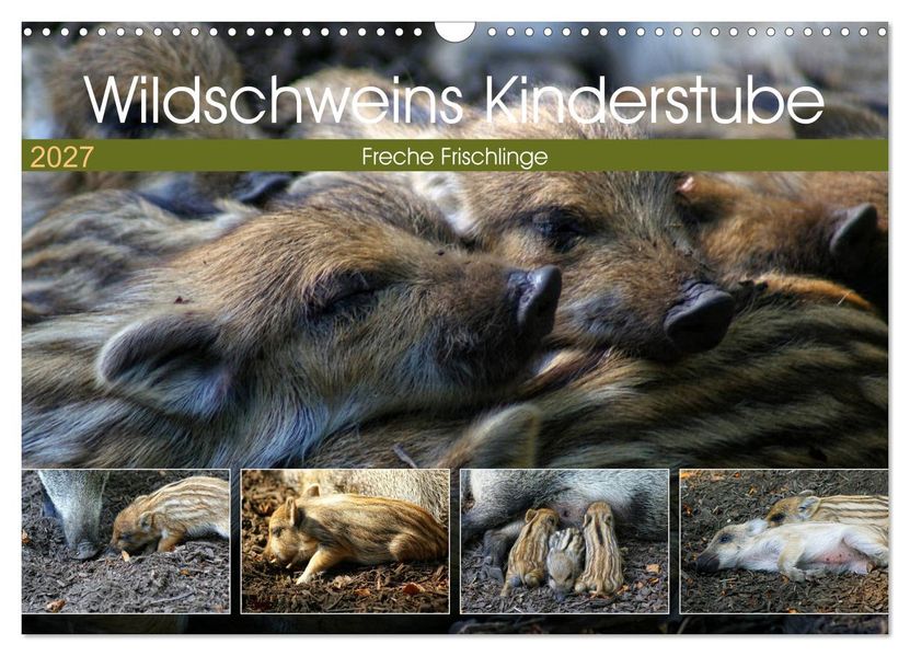 Wildschweins Kinderstube - Freche Frischlinge (Wandkalender 2027 DIN A3 quer) CALVENDO Monatskalender