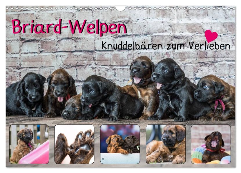 Briard-Welpen - Knuddelbären zum Verlieben (Wandkalender 2027 DIN A3 quer) CALVENDO Monatskalender
