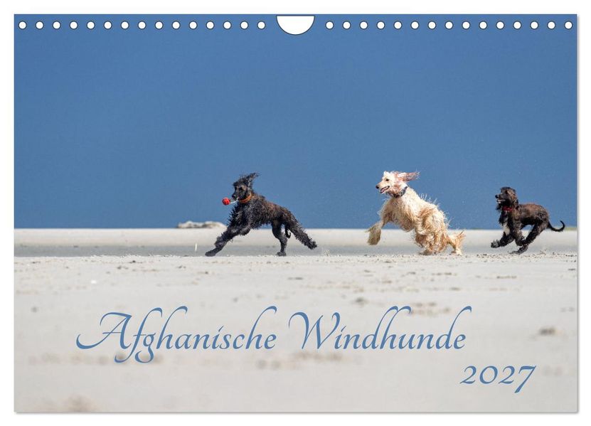 AFGHANISCHE WINDHUNDE 2027 (Wandkalender 2027 DIN A4 quer) CALVENDO Monatskalender