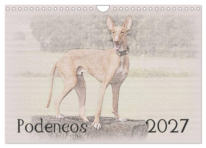 Podencos 2027 (Wandkalender 2027 DIN A4 quer) CALVENDO Monatskalender