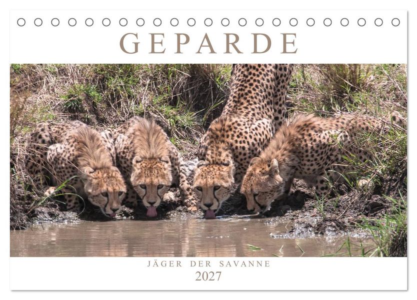 Geparde - Jäger der Savanne (Tischkalender 2027 DIN A5 quer) CALVENDO Monatskalender