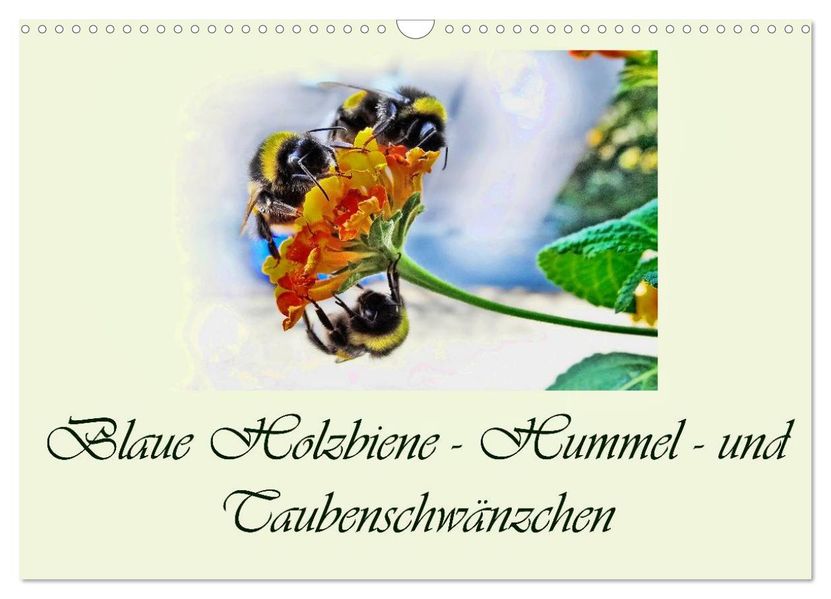 Blaue Holzbiene - Hummel - und Taubenschwänzchen. (Wandkalender 2027 DIN A3 quer) CALVENDO Monatskalender