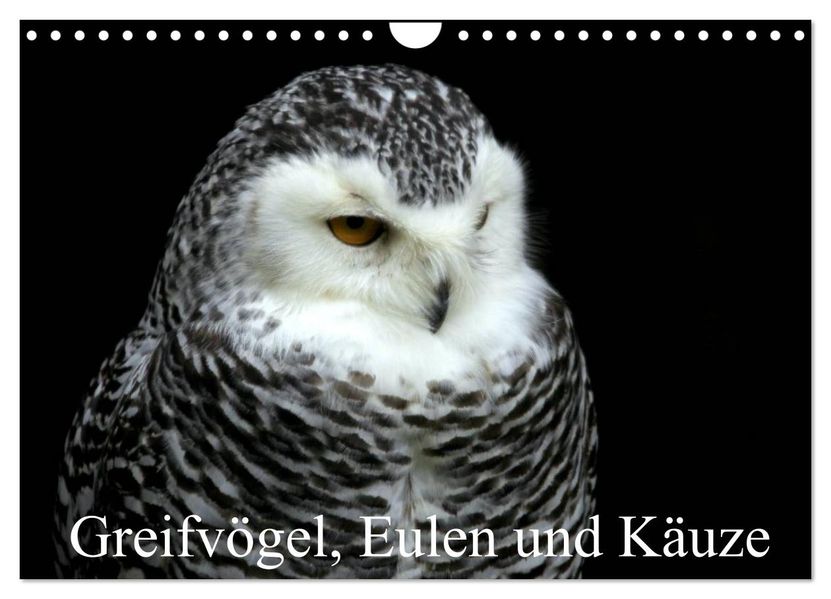 Greifvögel Eulen und Käuze (Wandkalender 2027 DIN A4 quer) CALVENDO Monatskalender