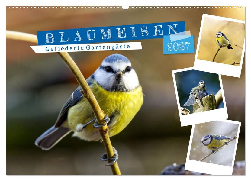 Gefiederte Gartengäste Blaumeisen (Wandkalender 2027 DIN A2 quer) CALVENDO Monatskalender