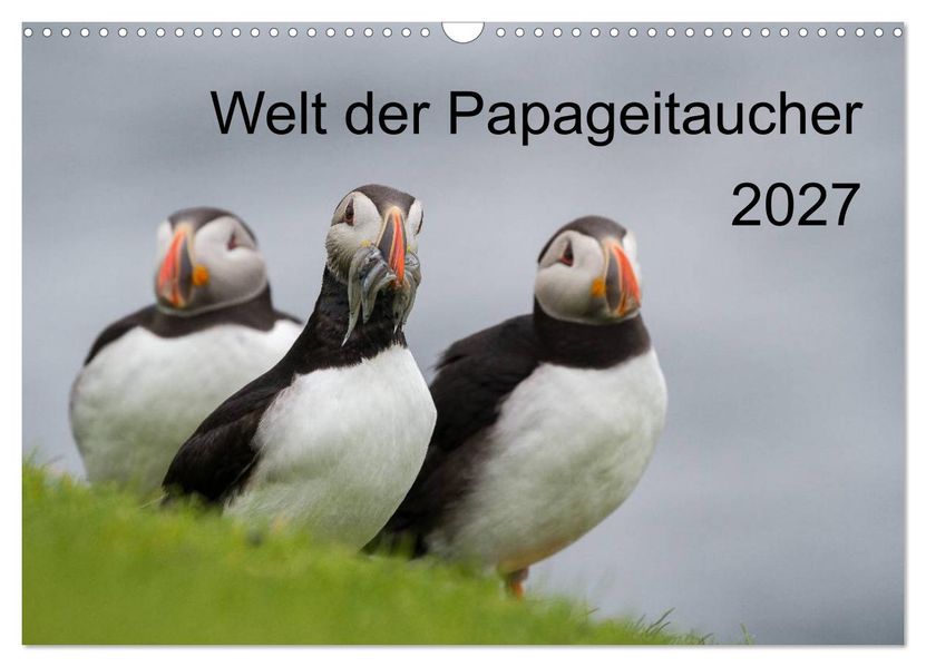 Welt der Papageitaucher (Wandkalender 2027 DIN A3 quer) CALVENDO Monatskalender