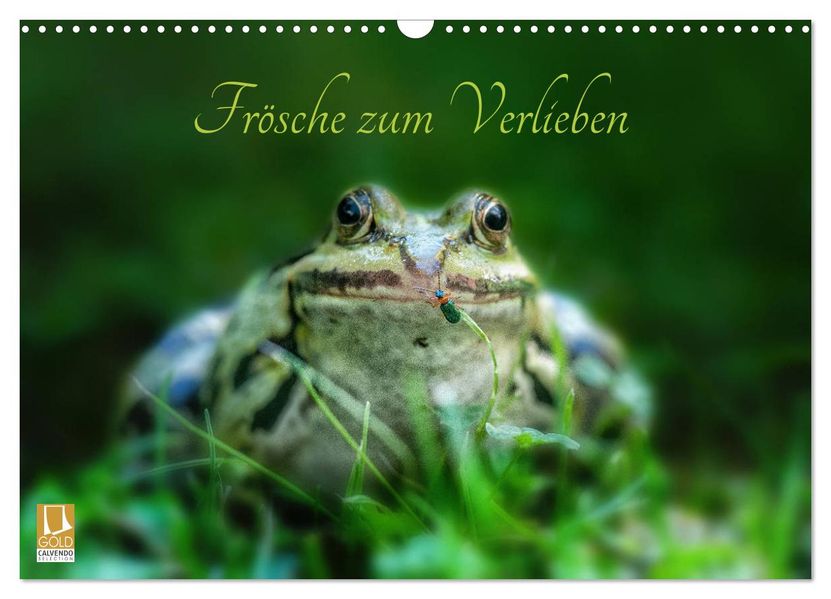 Frösche zum Verlieben (Wandkalender 2027 DIN A3 quer) CALVENDO Monatskalender