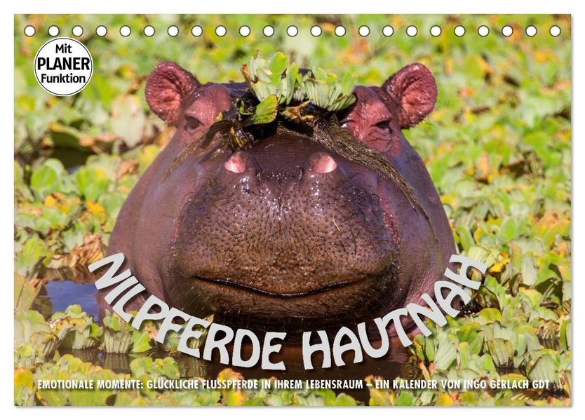 Emotionale Momente: Nilpferde hautnah (Tischkalender 2027 DIN A5 quer) CALVENDO Monatskalender
