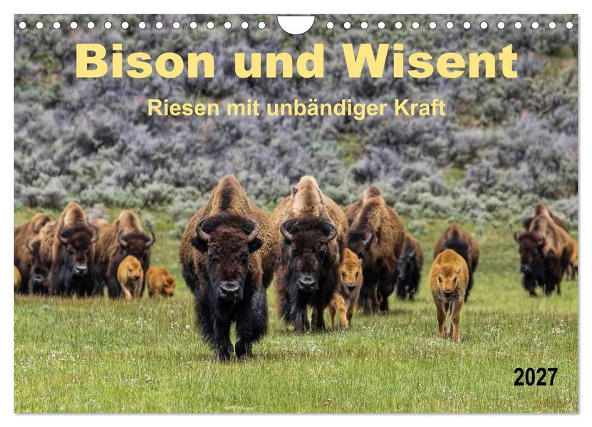 Bison und Wisent - Riesen mit unbändiger Kraft (Wandkalender 2027 DIN A4 quer) CALVENDO Monatskalender