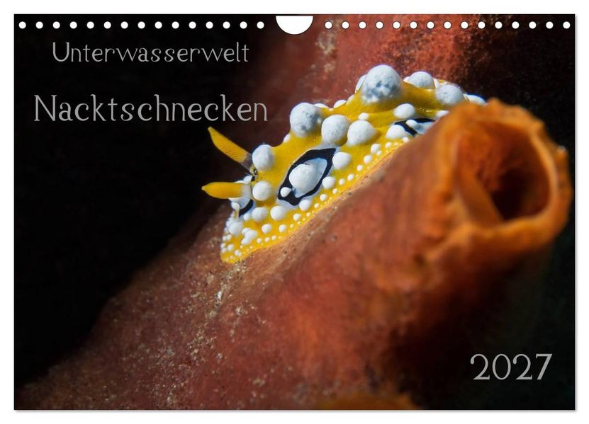 Unterwasserwelt Nacktschnecken (Wandkalender 2027 DIN A4 quer) CALVENDO Monatskalender