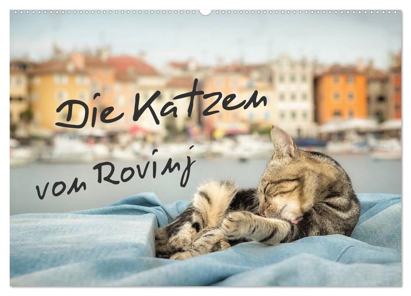Die Katzen von Rovinj (Wandkalender 2027 DIN A2 quer) CALVENDO Monatskalender