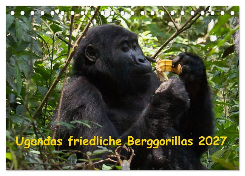 Ugandas friedliche Berggorillas (Tischkalender 2027 DIN A5 quer) CALVENDO Monatskalender