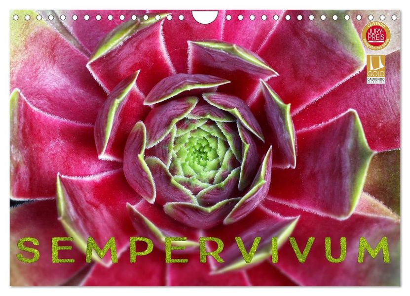 Sempervivum - Hauswurz (Wandkalender 2027 DIN A4 quer) CALVENDO Monatskalender