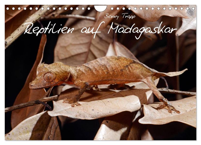 Reptilien auf Madagaskar (Wandkalender 2027 DIN A4 quer) CALVENDO Monatskalender
